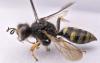 Crabro peltatus